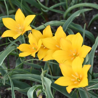 Tulipa talassica