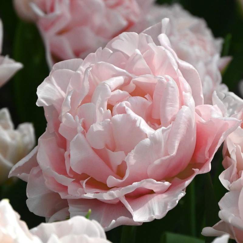 Tulipa 'Dreamer' Tulipa 'Dreamer'