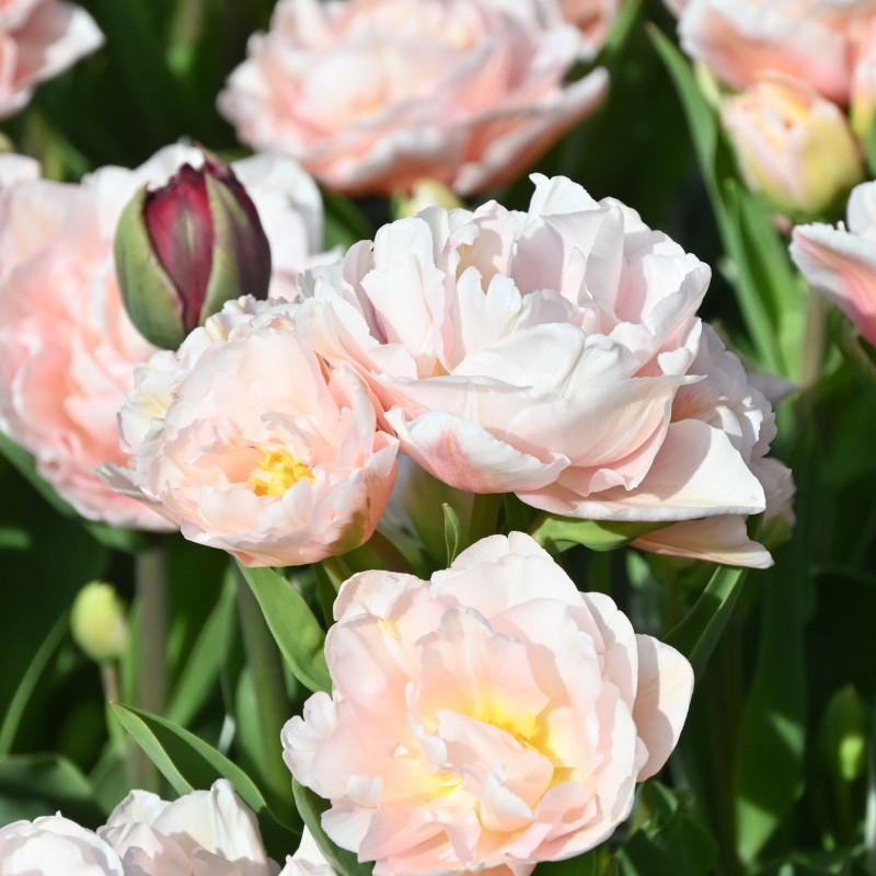 Tulipa 'Dreamer' Tulipa 'Dreamer'