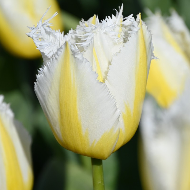 Tulipa 'Lemon Beauty' ®