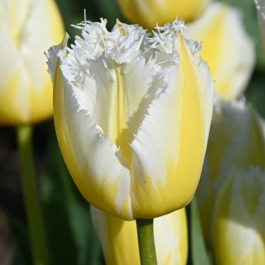 Tulipa 'Lemon Beauty' ®