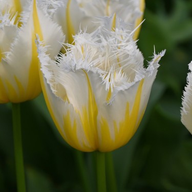 Tulipa 'Lemon Beauty' ®