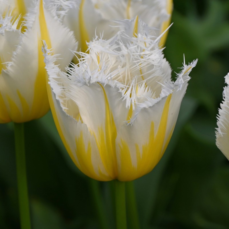 Tulipa 'Lemon Beauty' ®