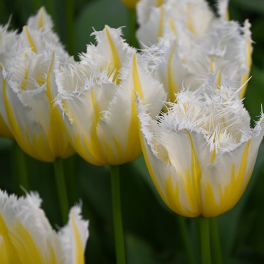 Tulipa 'Lemon Beauty' ®