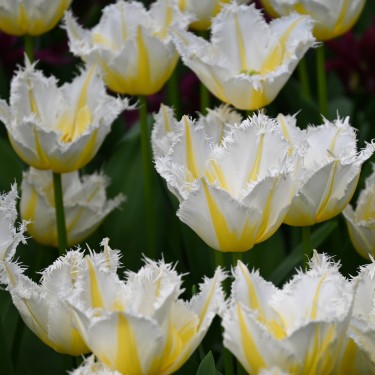 Tulipa 'Lemon Beauty' ®