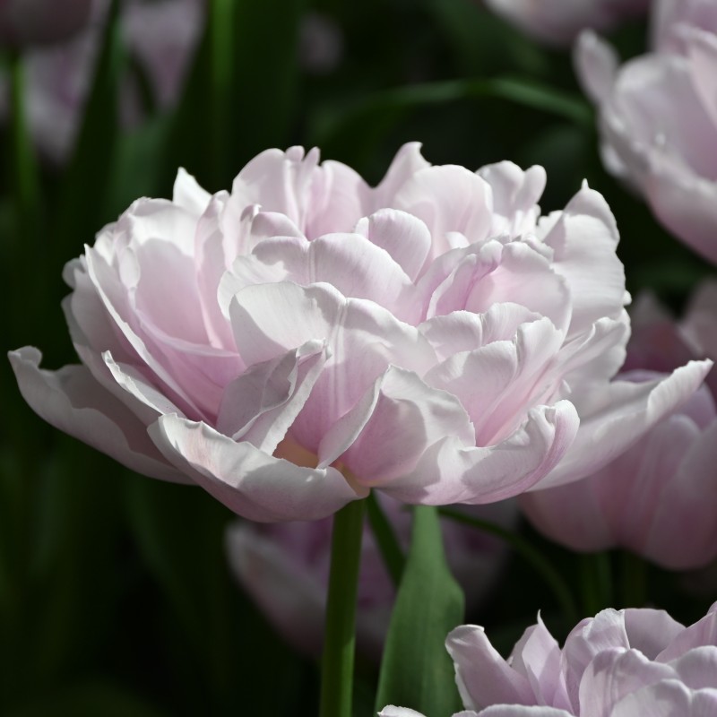 Tulipa 'Katinka' Tulipa 'Katinka'