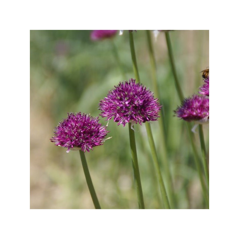 Allium komarowii