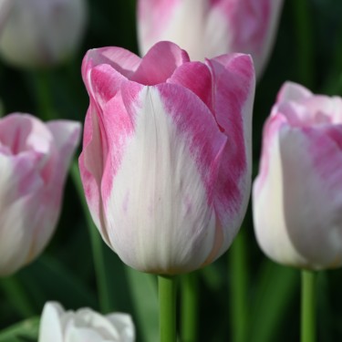 Tulipa 'Infinity'