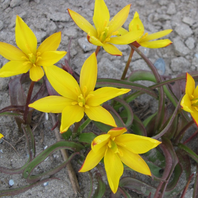 Tulipa celsiana Tulipa celsiana