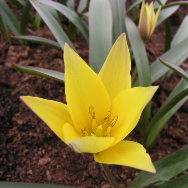 Tulipa celsiana Tulipa celsiana