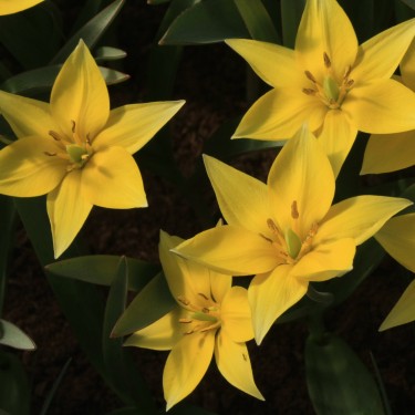Tulipa celsiana Tulipa celsiana