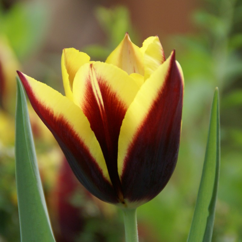 Tulipa 'Gavota'