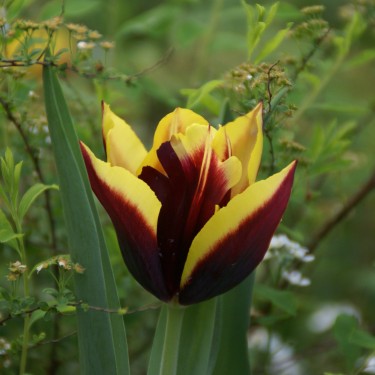 Tulipa 'Gavota'