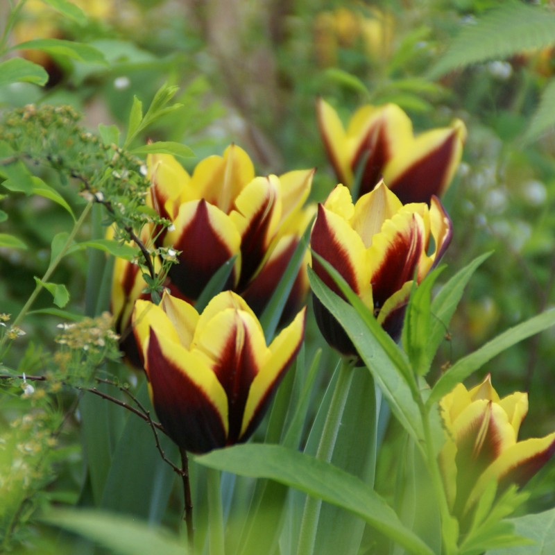Tulipa 'Gavota'