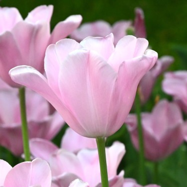 Tulipa 'Mistress'®