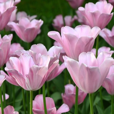 Tulipa 'Mistress'®