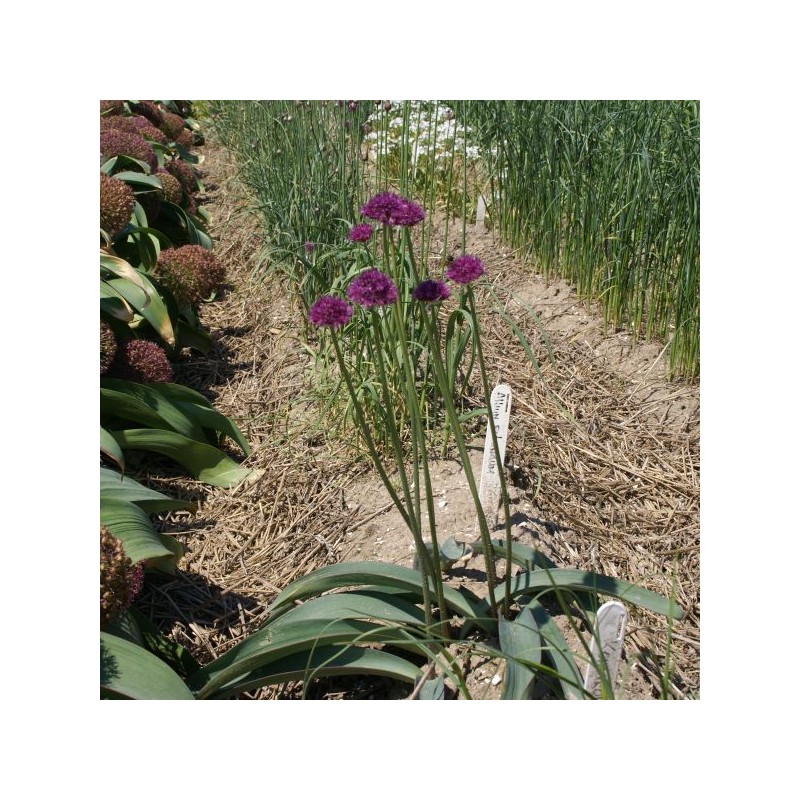 Allium komarowii
