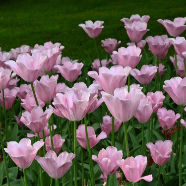 Tulipa 'Mistress'®