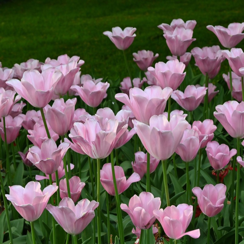 Tulipa 'Mistress'®