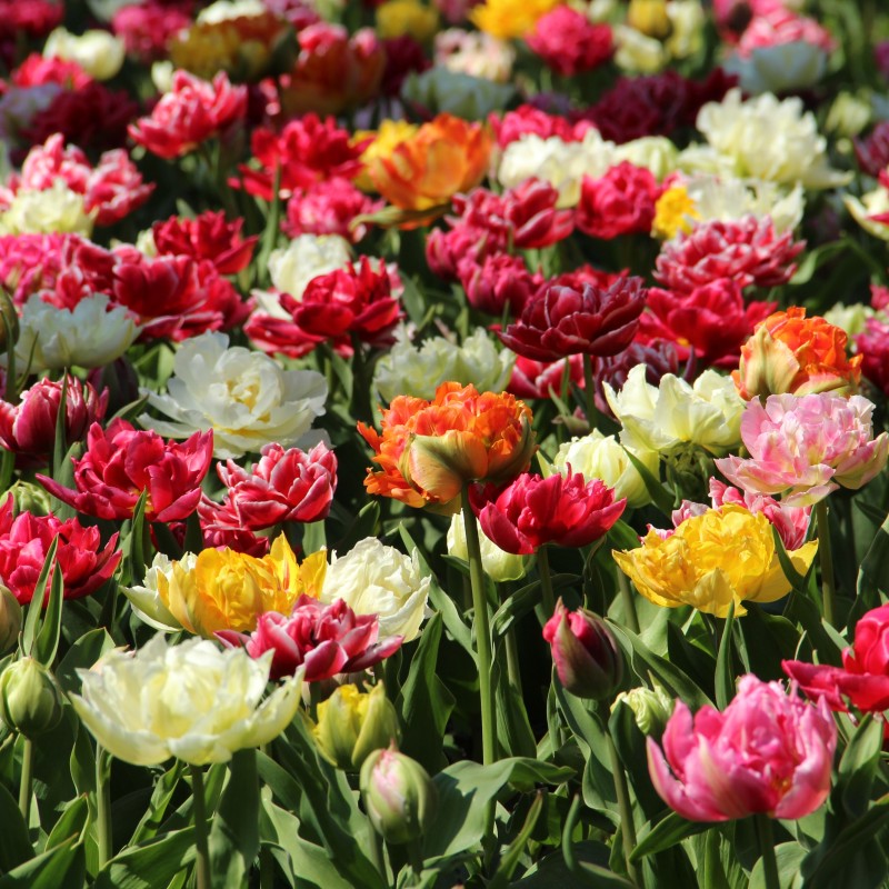Tulipa -Premium Murillo Mix- Tulipa -Premium Murillo Mix-