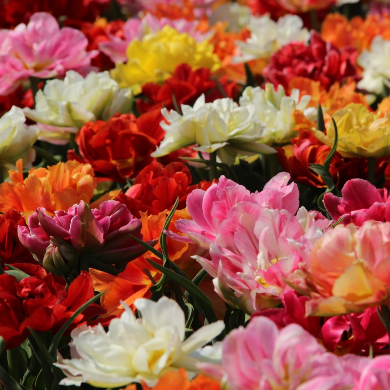 Tulipa -Premium Murillo Mix- Tulipa -Premium Murillo Mix-