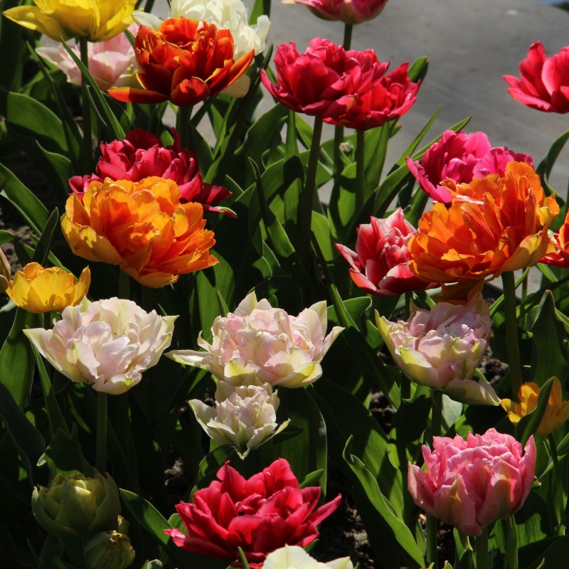 Tulipa -Premium Murillo Mix- Tulipa -Premium Murillo Mix-