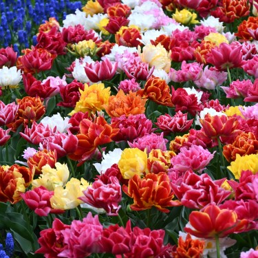 Tulipa -Premium Murillo Mix- Tulipa -Premium Murillo Mix-