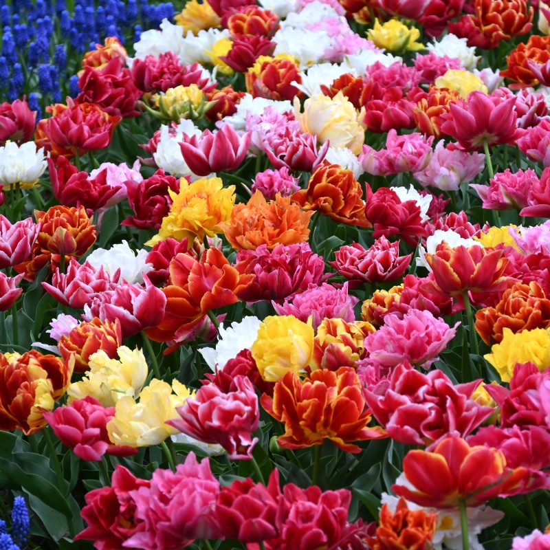 Tulipa -Premium Murillo Mix- Tulipa -Premium Murillo Mix-