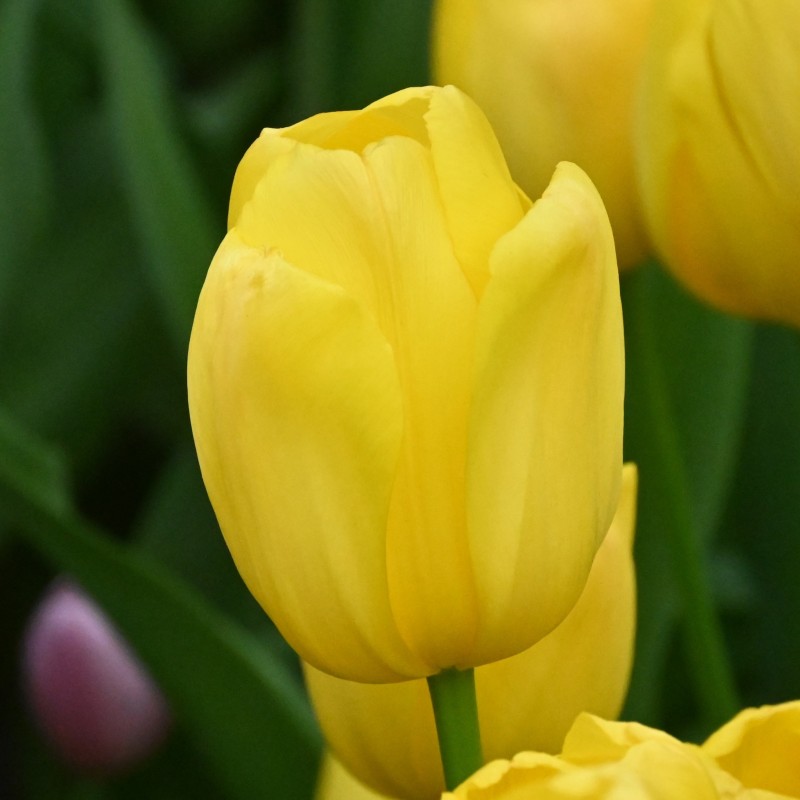 Tulipa 'Novi Sun' Tulipa 'Novi Sun'