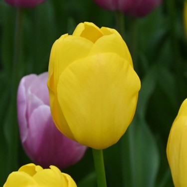 Tulipa 'Novi Sun' Tulipa 'Novi Sun'
