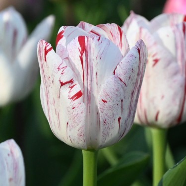 Tulipa 'One Direction'