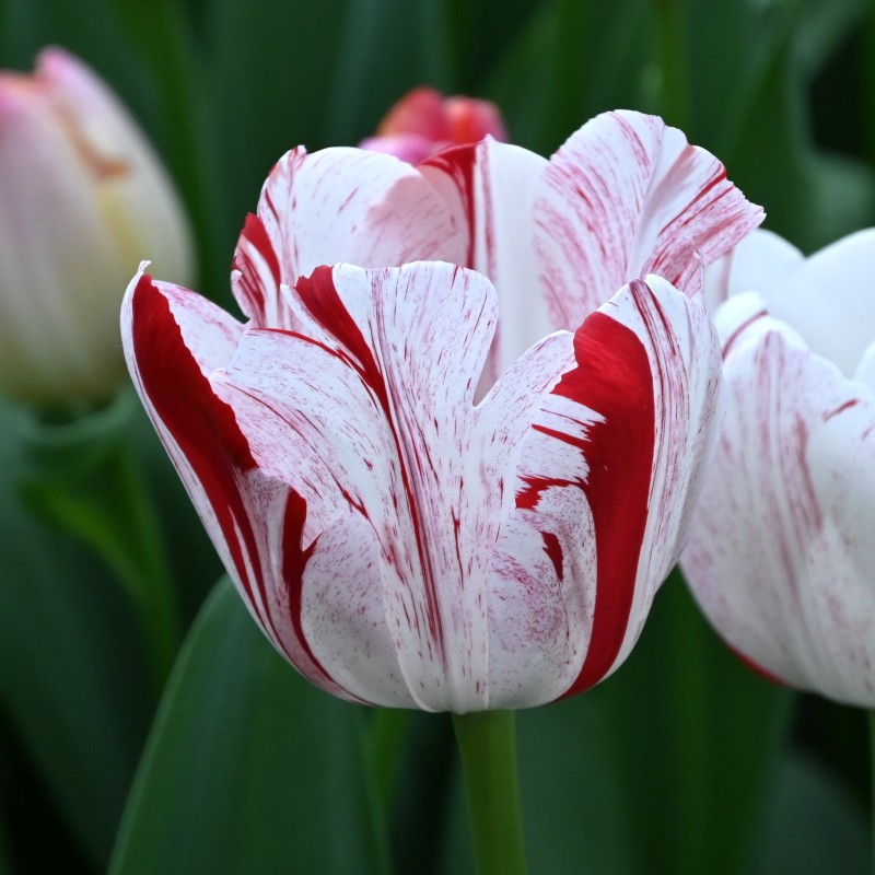 Tulipa 'One Direction' Tulipa 'One Direction'