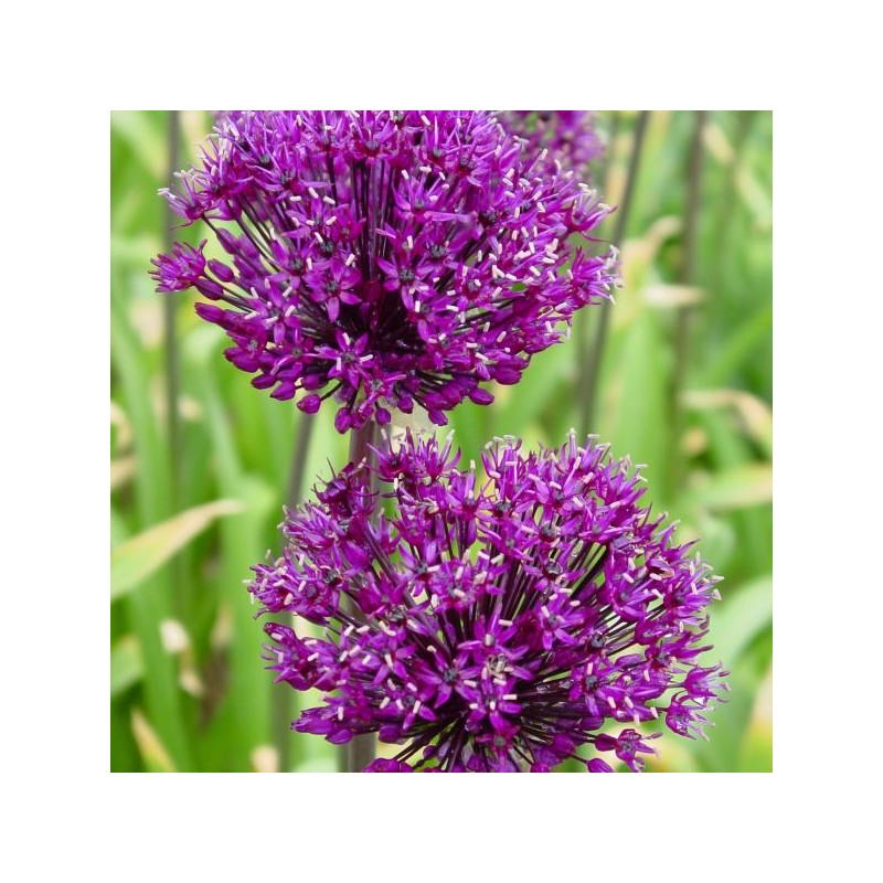 Allium komarowii