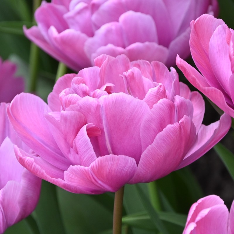 Tulipa 'Rosy Diamond'