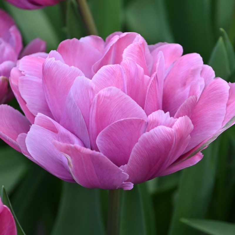 Tulipa 'Rosy Diamond'