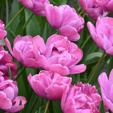 Tulipa 'Rosy Diamond'