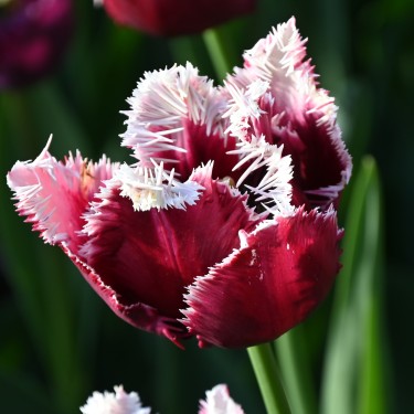 Tulipa 'San Pablo'