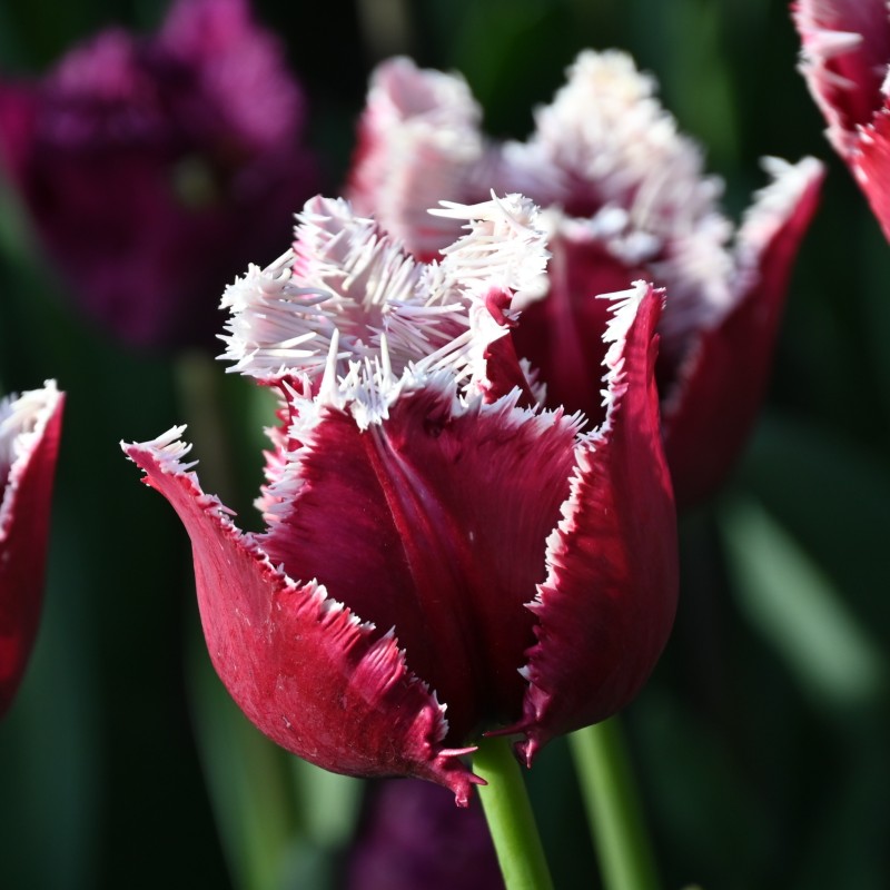 Tulipa 'San Pablo'