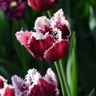 Tulipa 'San Pablo'