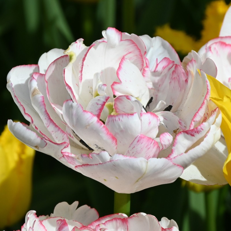 Tulipa 'Wild Romance' ®