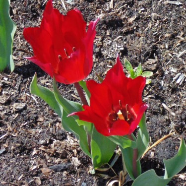 Tulipa confusa -red-