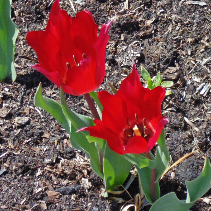 Tulipa confusa -red-