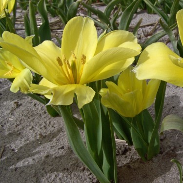 Tulipa karabachensis