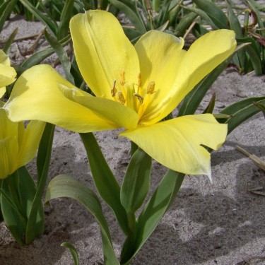 Tulipa karabachensis