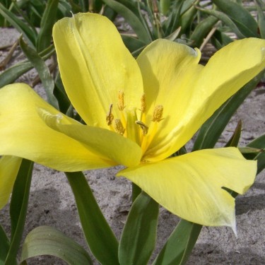 Tulipa karabachensis