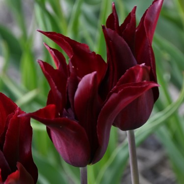 Tulipa 'Sarah Raven'