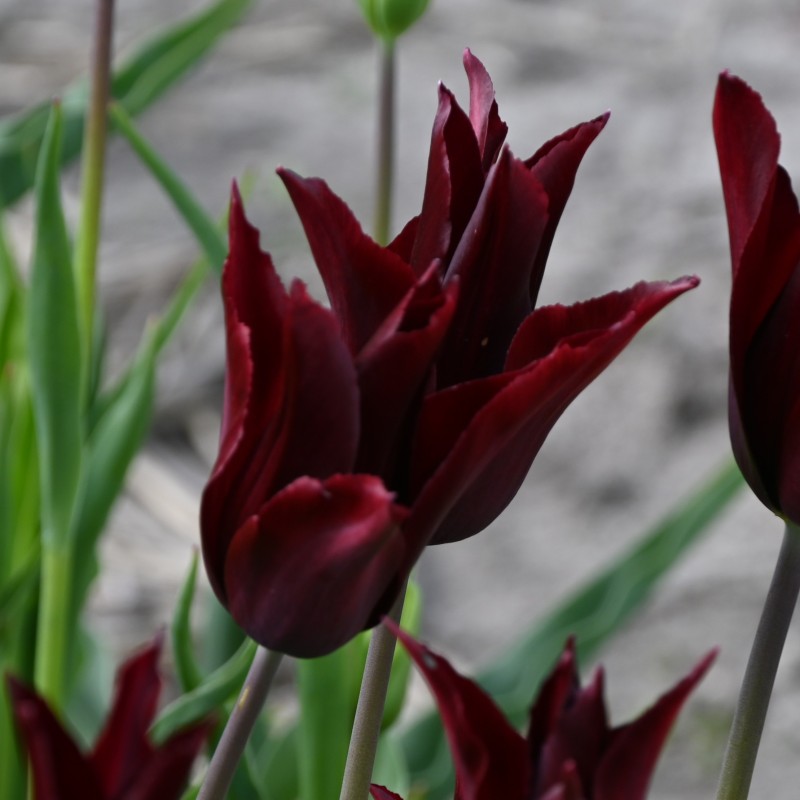 Tulipa 'Sarah Raven'