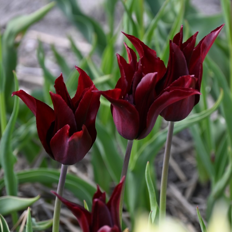 Tulipa 'Sarah Raven'