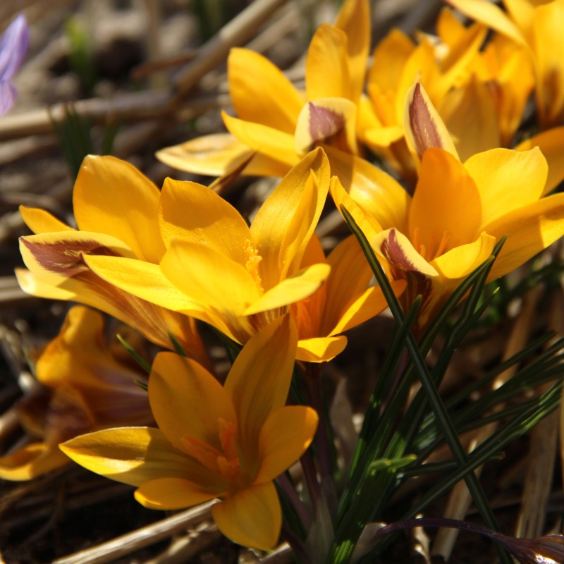 Crocus angustifolius Crocus angustifolius