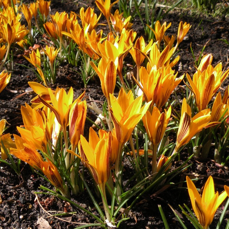 Crocus angustifolius Crocus angustifolius